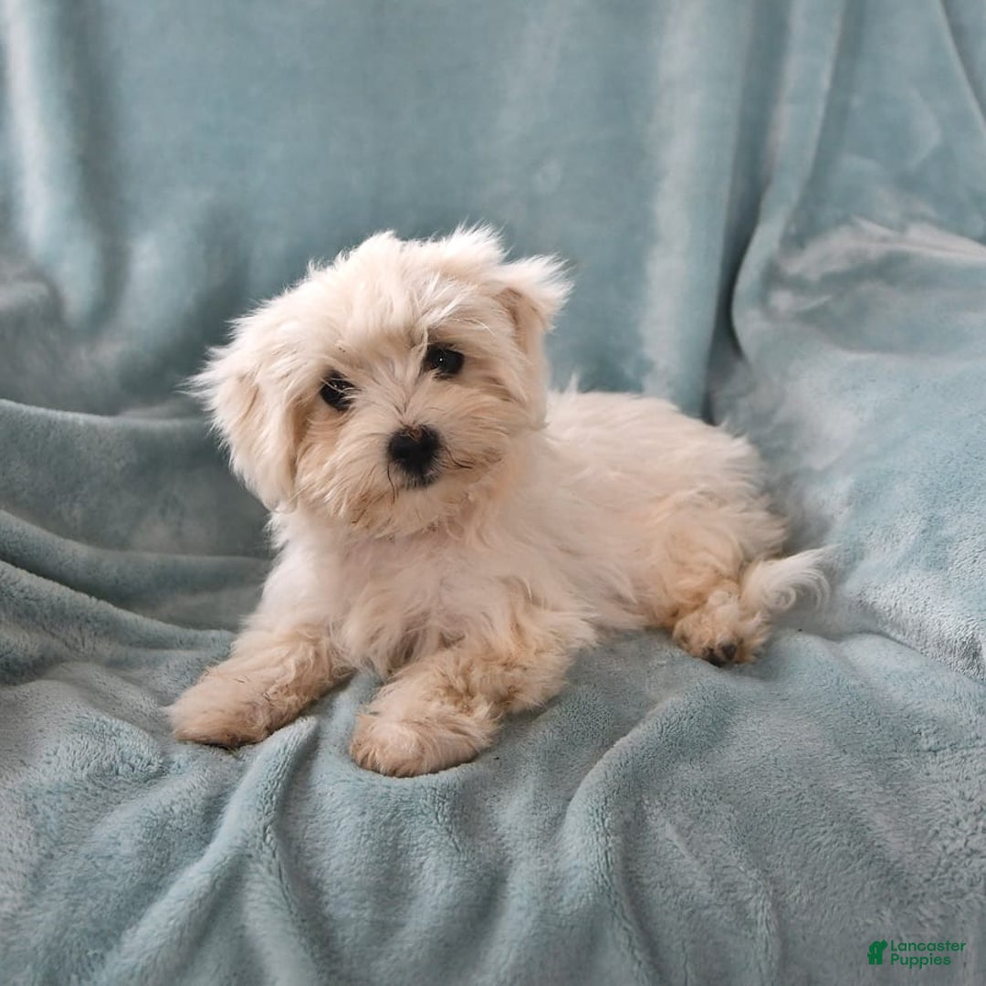 Maltese dogs for sale: Stardust - Image 11