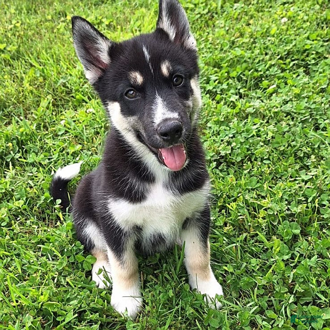 Gerberian Shepsky dogs for sale: Luna - Image 6