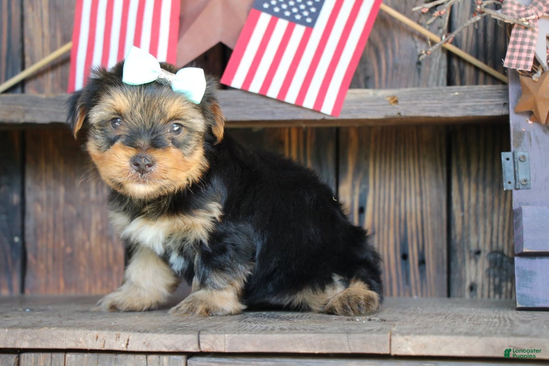Yorkshire Terrier dogs for sale: Drew - Image 6