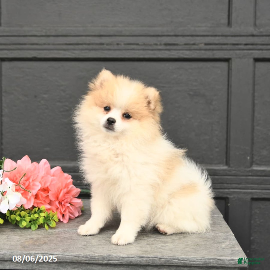 Pomeranian dogs for sale: Willow - Image 5