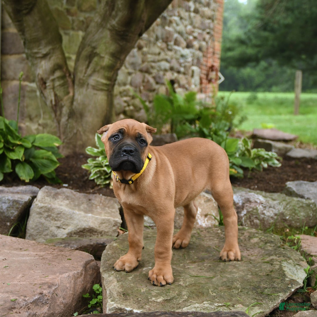 Cane Corso dogs for sale: Toby - Image 6