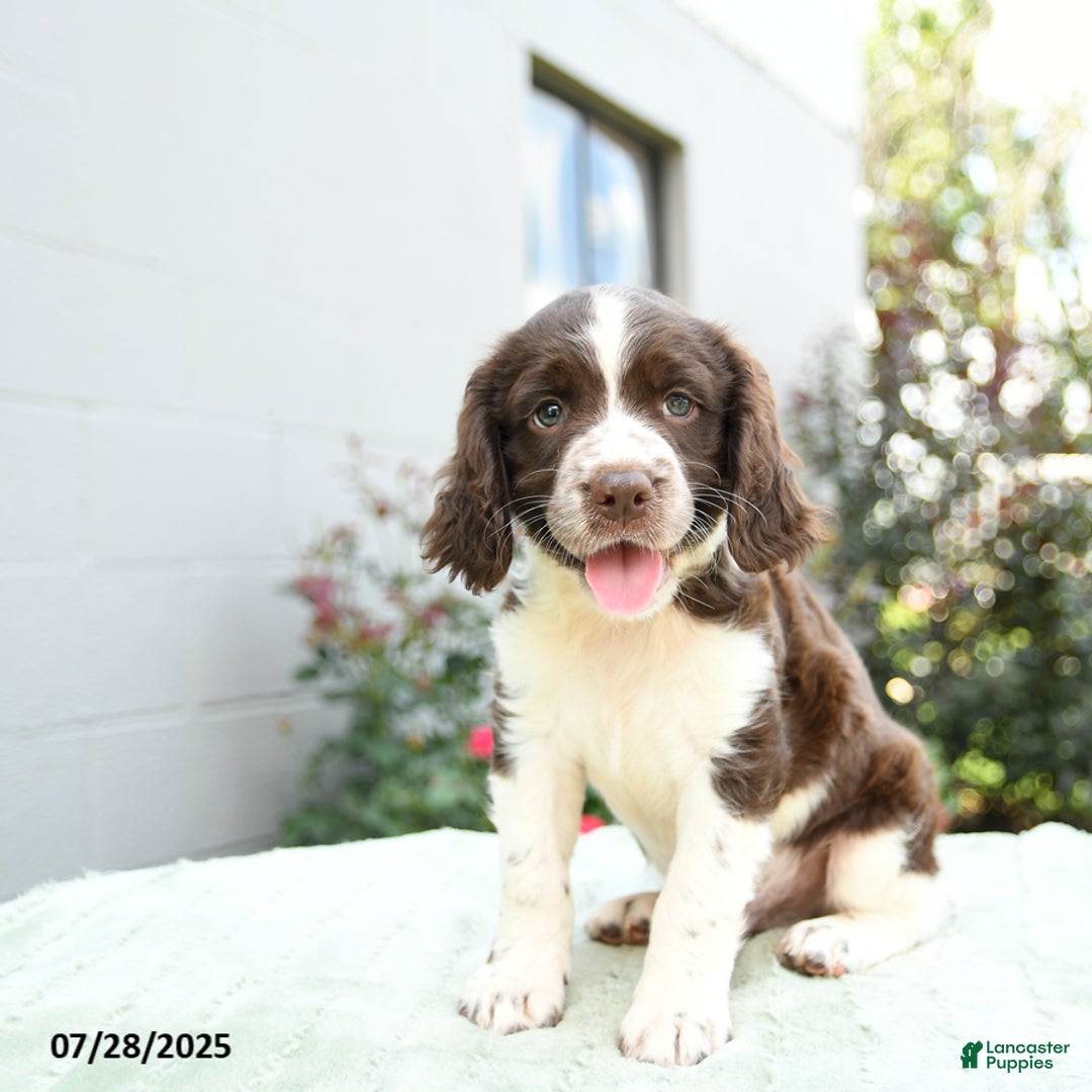 English Springer Spaniel dogs for sale: Bouncer - Image 3