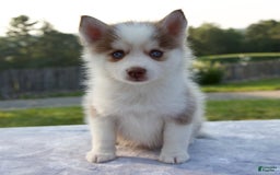 Pomsky dogs for sale: Patience - Image 2