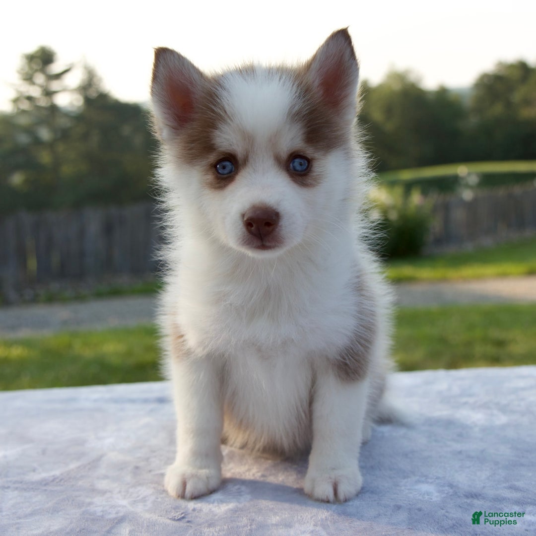 Pomsky dogs for sale: Patience - Image 2