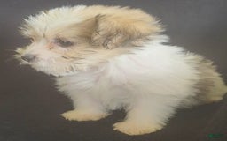 Cavalier King Charles Spaniel dogs for sale: Peanut - Image 11