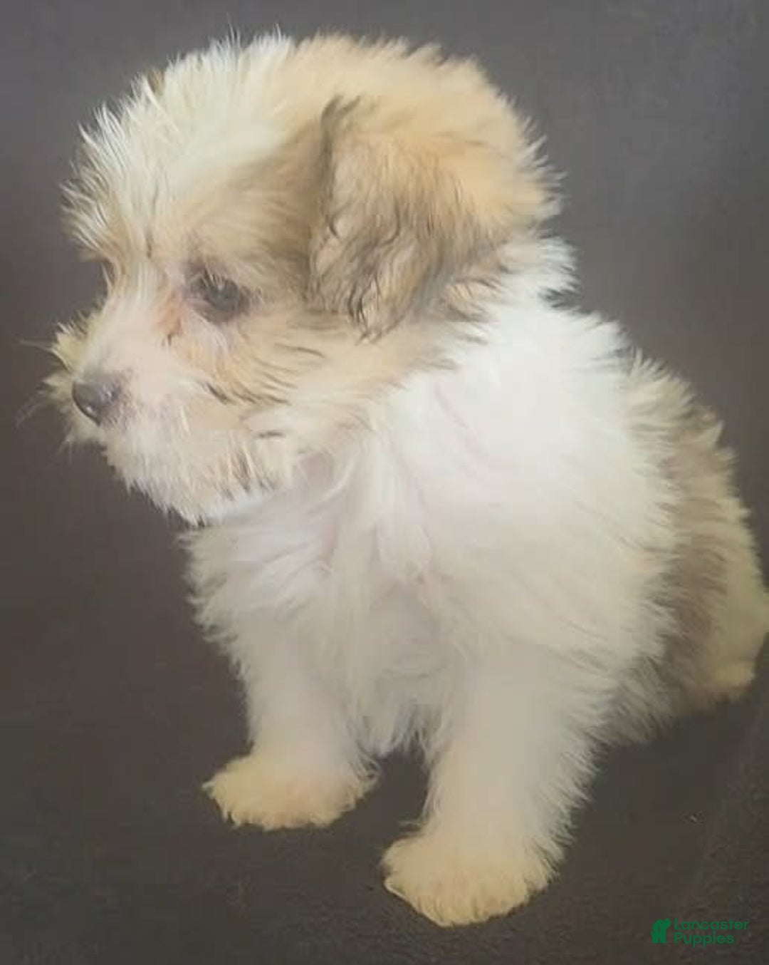Cavalier King Charles Spaniel dogs for sale: Peanut - Image 11