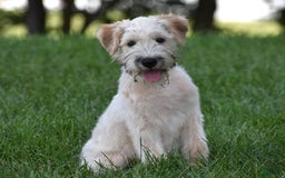 Soft Coated Wheaten Terrier dogs for sale: Jazzie - Image 3