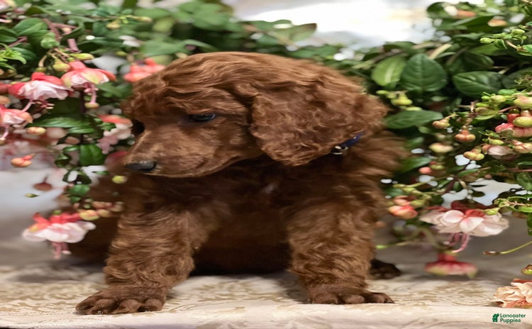 Standard Poodle dogs for sale - Ad 3