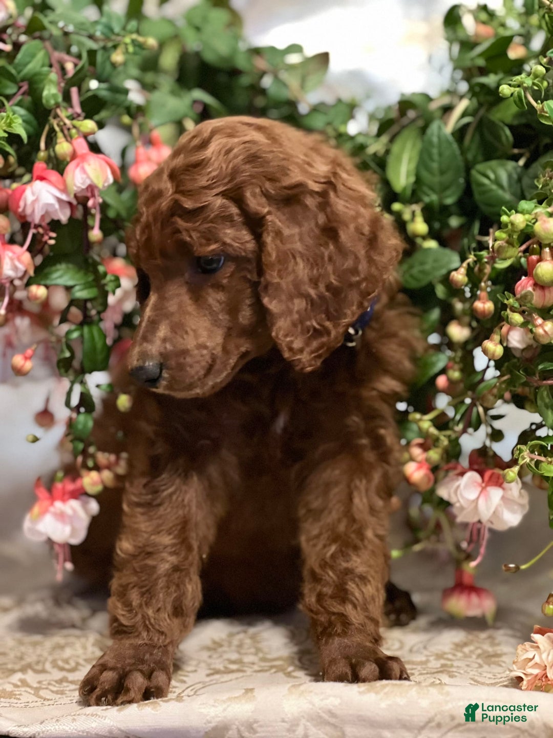 Standard Poodle dogs for sale: Tucker - Image 1
