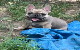 French Bulldog dogs for sale: Zoey - Image 2