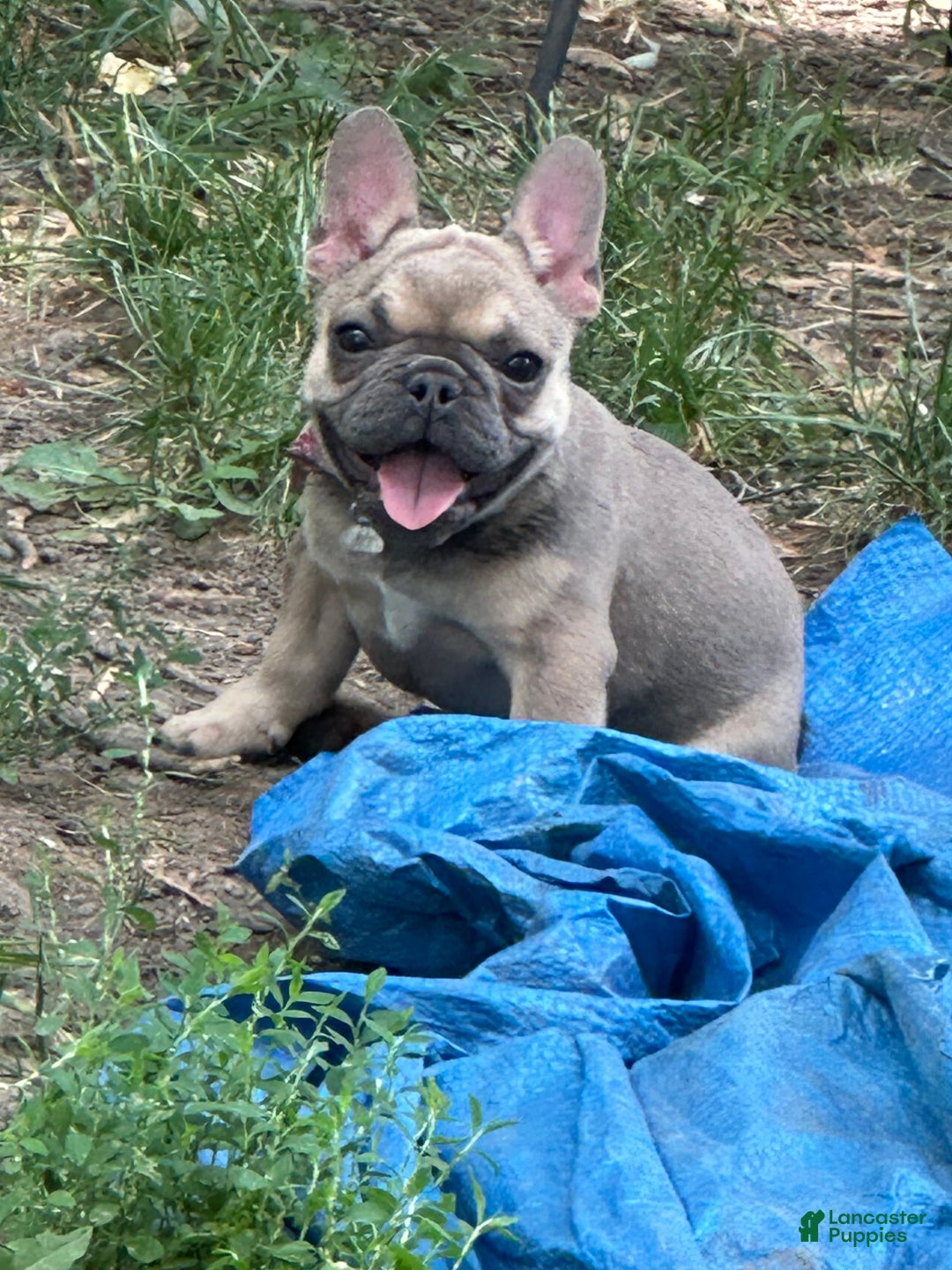French Bulldog dogs for sale: Zoey - Image 2