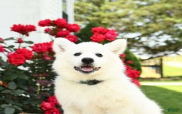American Eskimo dogs for sale: Magnolia - Image 2