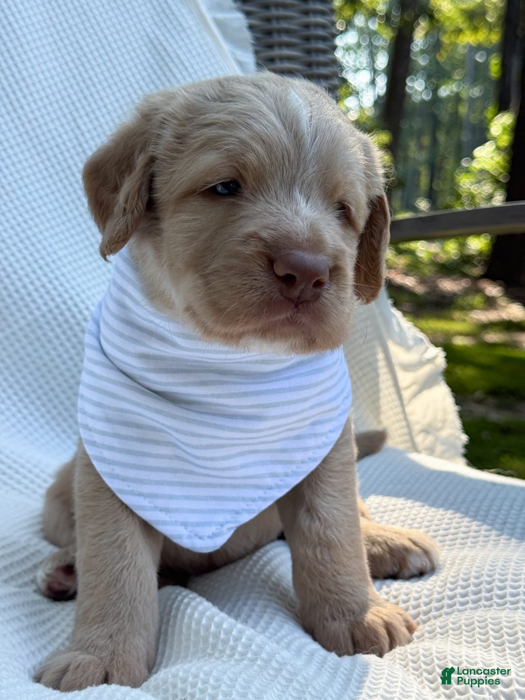 Labradoodle dogs for sale: Cinnamon - Image 4