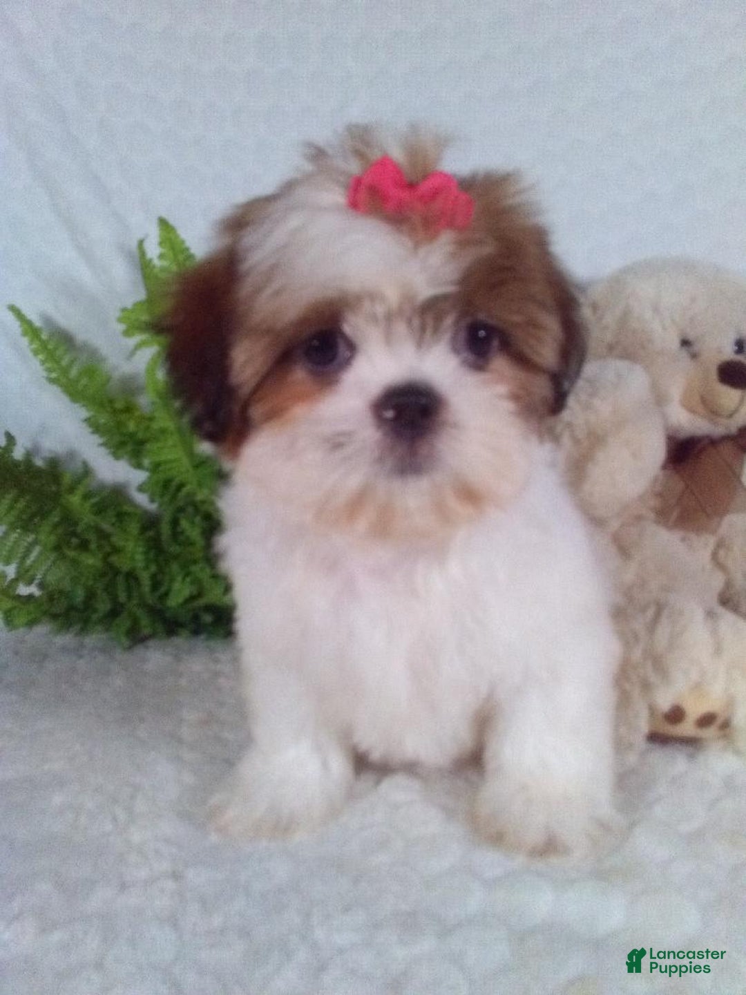 Shih Tzu dogs for sale: Baby - Image 12