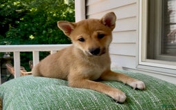 Shiba Inu dogs for sale: Princess - Image 3