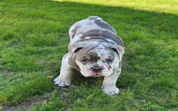 English Bulldog dogs for sale: Pebbles - Image 19
