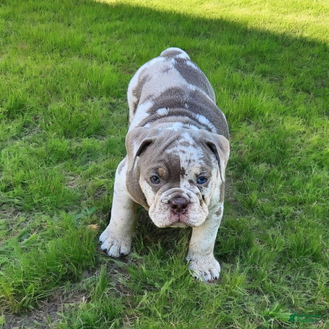 English Bulldog dogs for sale: Pebbles - Image 19