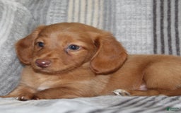 Miniature Dachshund dogs for sale: Zack - Image 13