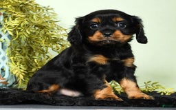 Cavalier King Charles Spaniel dogs for sale: Cooper - Image 7