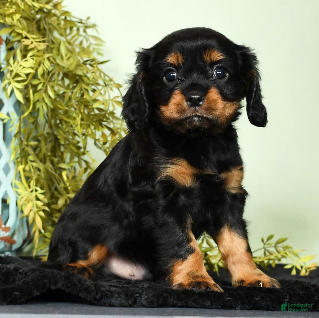 Cavalier King Charles Spaniel dogs for sale: Cooper - Image 7