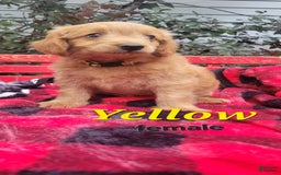 Mini Goldendoodle dogs for sale: Daisy - Image 1