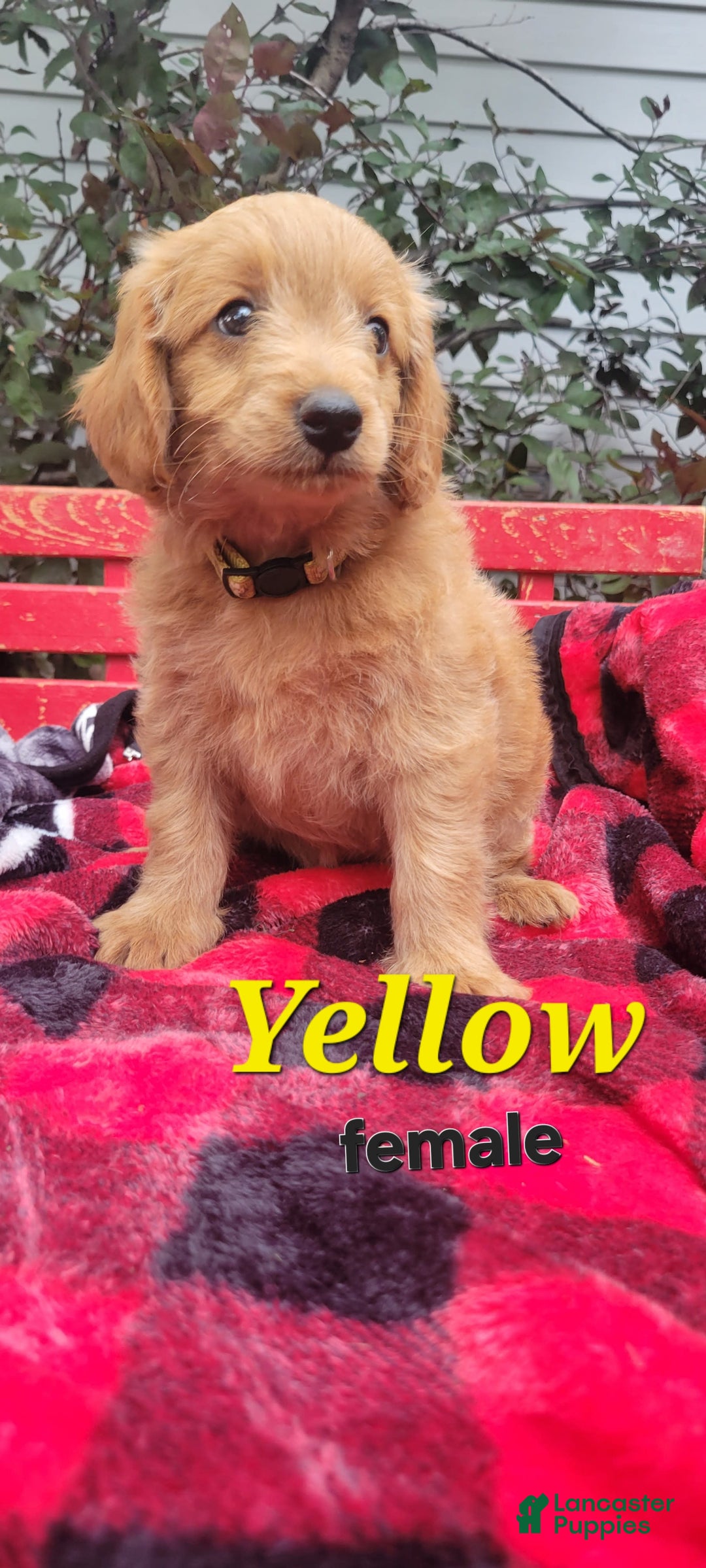 Mini Goldendoodle dogs for sale: Daisy - Image 1