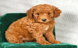 Miniature Poodle dogs for sale: Destiny - Image 5