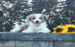 Aussiedoodle dogs for sale: Ember - Image 2