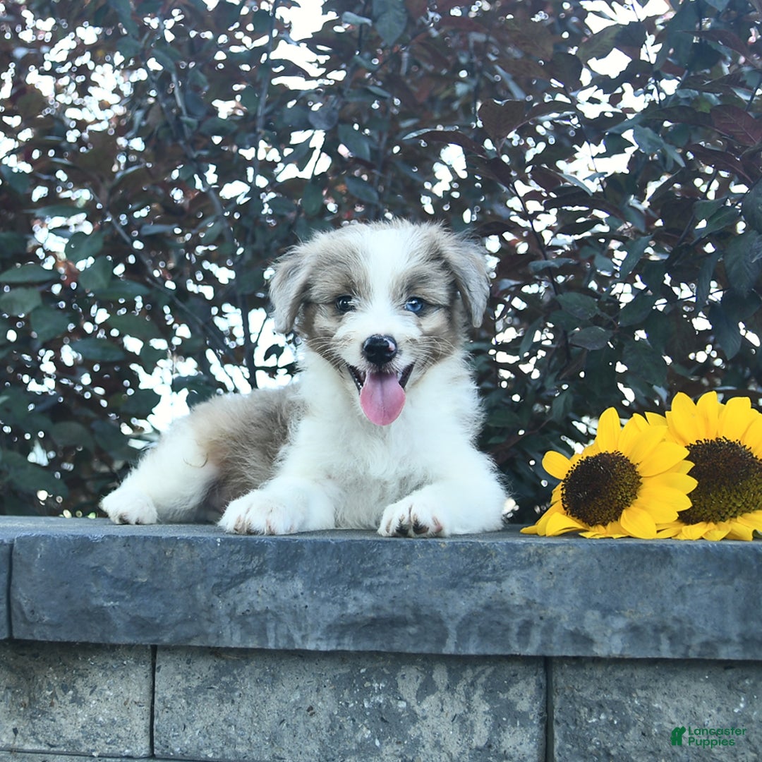 Aussiedoodle dogs for sale: Ember - Image 2
