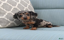 Miniature Dachshund dogs for sale: Princess - Image 8
