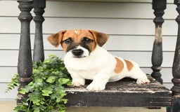 Jack Russell Terrier dogs for sale: Licorice - Image 6