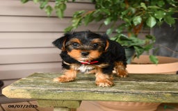 Yorkshire Terrier dogs for sale: Yorkshire Terrier 5 puppies - Image 20