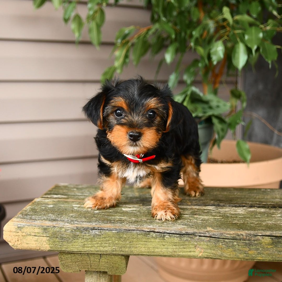 Yorkshire Terrier dogs for sale: Yorkshire Terrier 5 puppies - Image 20