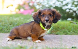 Dachshund dogs for sale: Buddy - Image 5