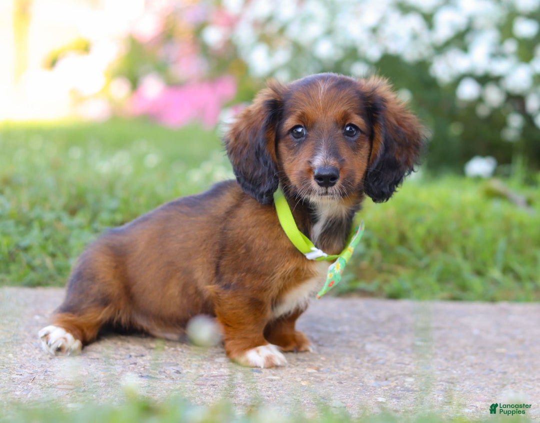 Dachshund dogs for sale: Buddy - Image 5