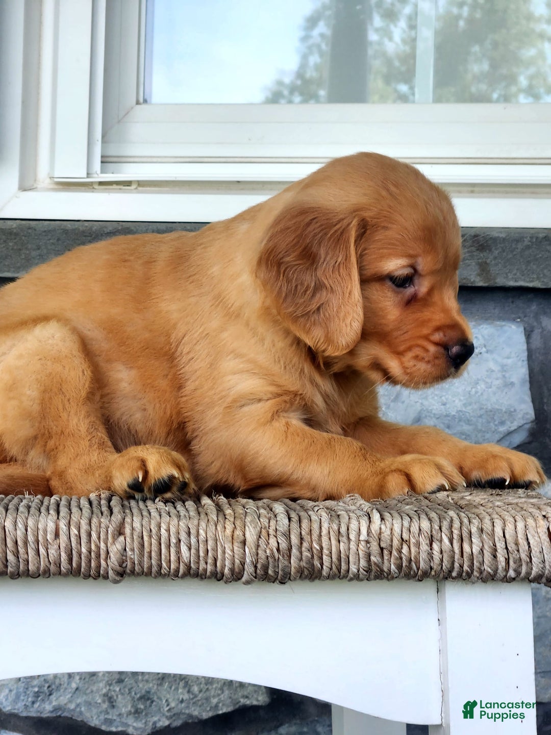 Golden Retriever dogs for sale: Dick - Image 1