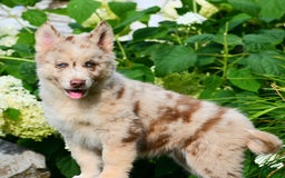 Gerberian Shepsky dogs for sale: Lawson - Image 10
