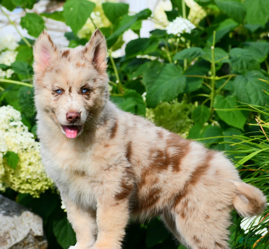 Gerberian Shepsky dogs for sale: Lawson - Image 10