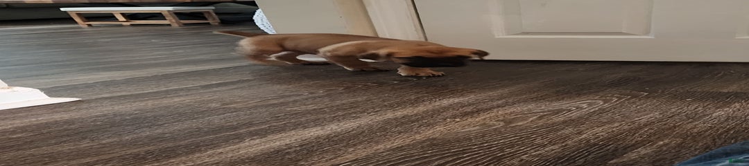 Fawn male