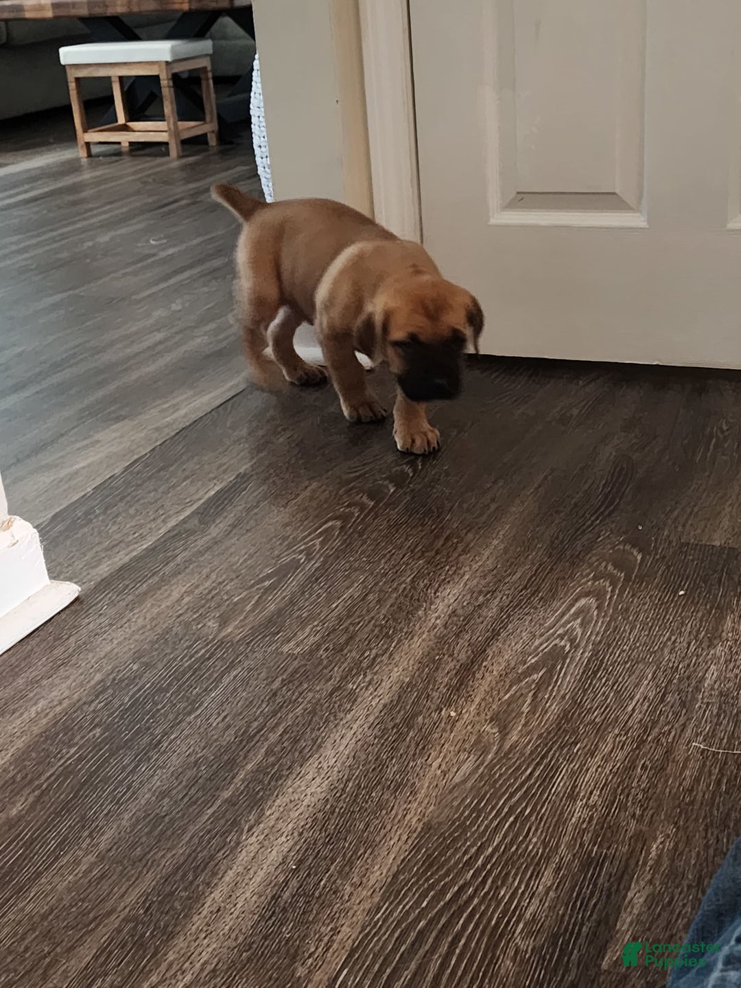 Cane Corso dogs for sale: Fawn male - Image 1
