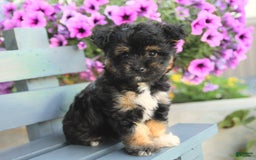 Havapoo dogs for sale: Magnolia - Image 3