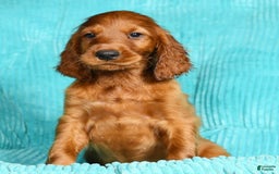 Irish Setter dogs for sale: Milo - Image 4