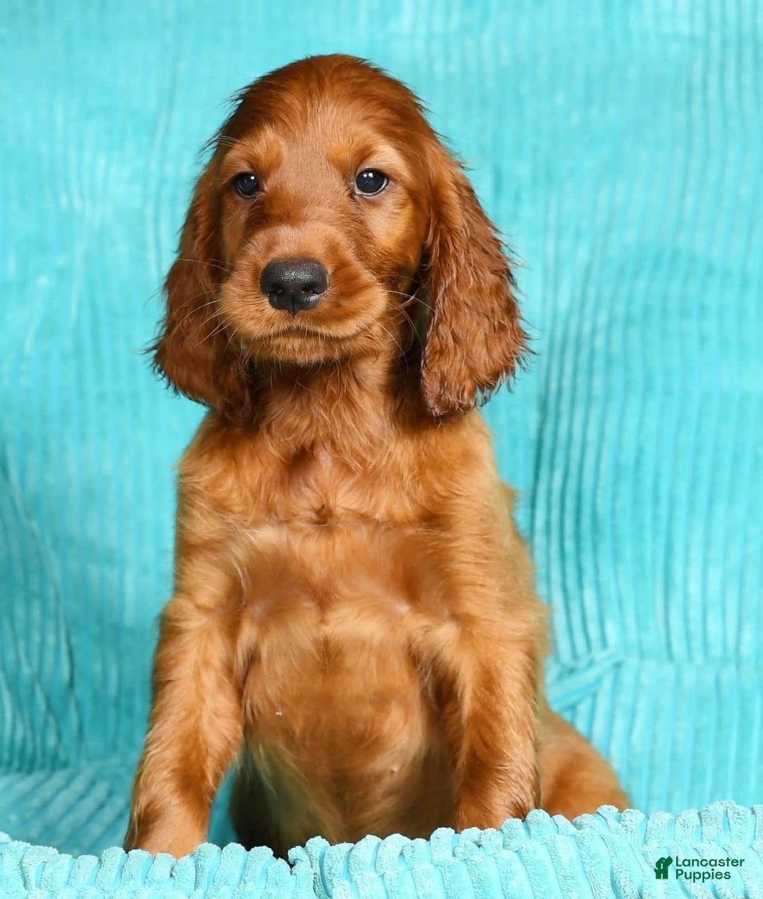 Irish Setter dogs for sale: Milo - Image 4