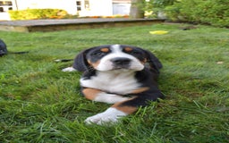 Greater Swiss Mountain Dog dogs for sale: Delilah - Image 3