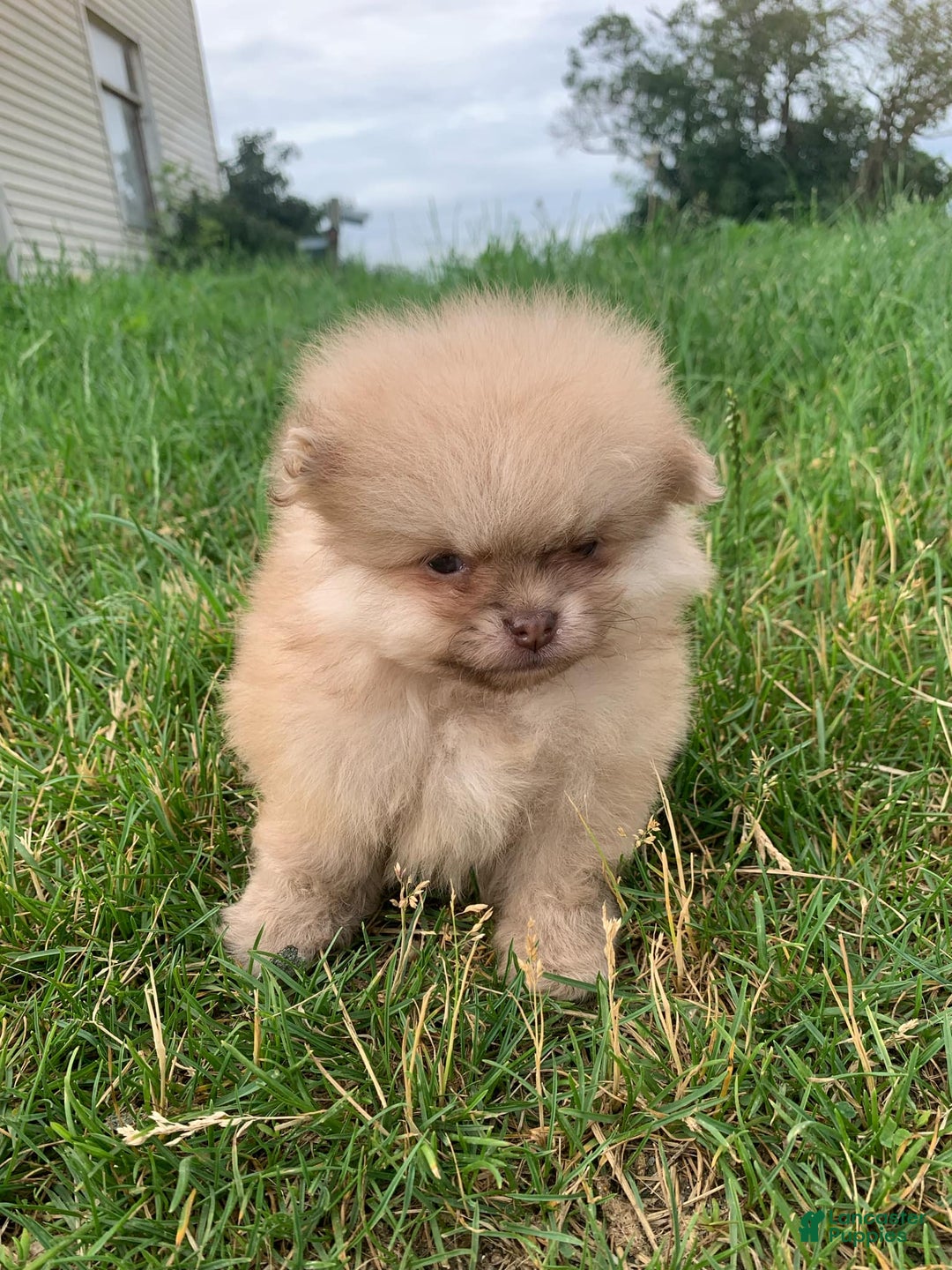 Pomeranian dogs for sale: Squints - Image 2