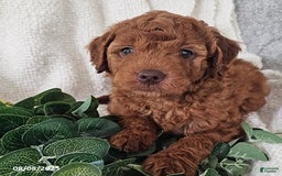 Mini Goldendoodle dogs for sale: Lucky - Image 2