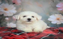 Bichon Frise dogs for sale: Jasper - Image 7