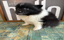 Pomeranian dogs for sale: Abby - Image 3