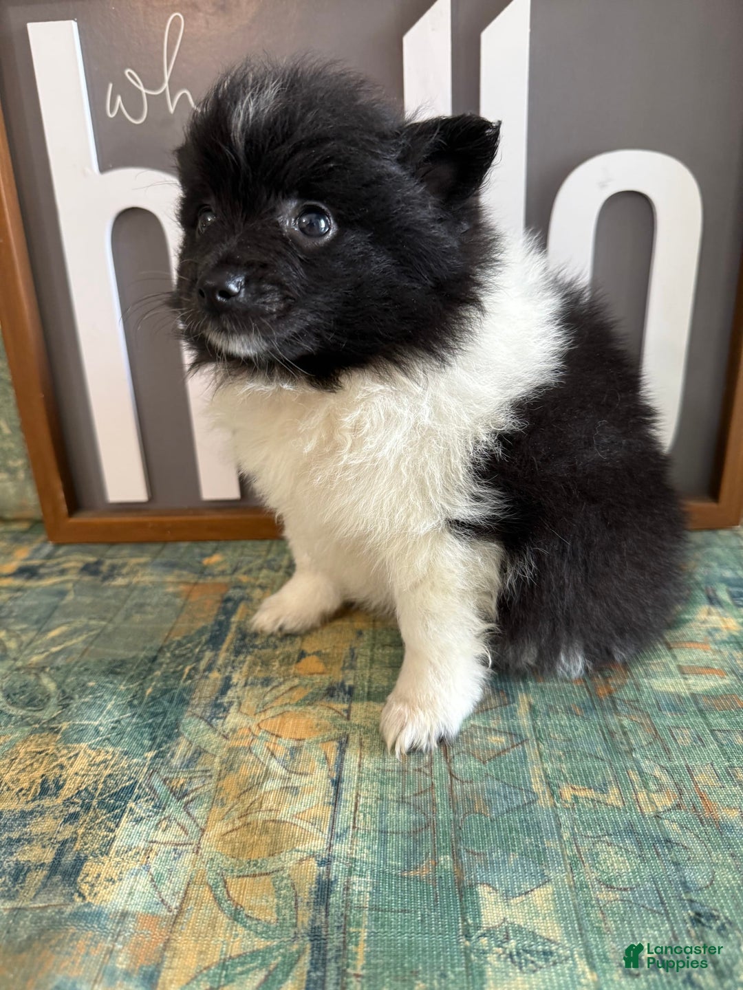 Pomeranian dogs for sale: Abby - Image 3