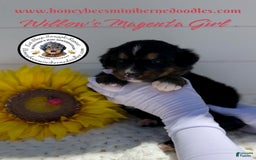 Mini Bernedoodle dogs for sale: Willows Magenta Girl - Image 5